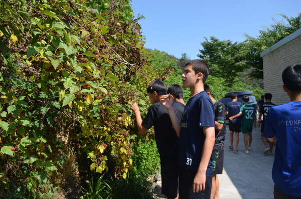 창녕 성산중학교 2학년 학생들이 우포늪 인근 모내기 체험에 앞서 정봉채갤러리 입구에 있는 산딸기를 따서 맛보고 있다. /이동욱 기자
