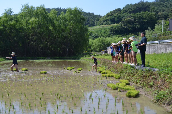 창녕 성산중학교 2학년 학생들이 우포늪 인근 정봉채갤러리 앞 논에서 모내기를 체험하고 있다. 맨발로 진흙을 처음 밟아보며 이동하는 학생들. /이동욱 기자