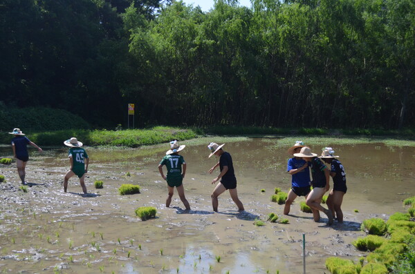 창녕 성산중학교 2학년 학생들이 우포늪 인근 정봉채갤러리 앞 논에서 모내기를 체험하고 있다. 맨발로 진흙을 처음 밟아보며 이동하는 학생들. /이동욱 기자