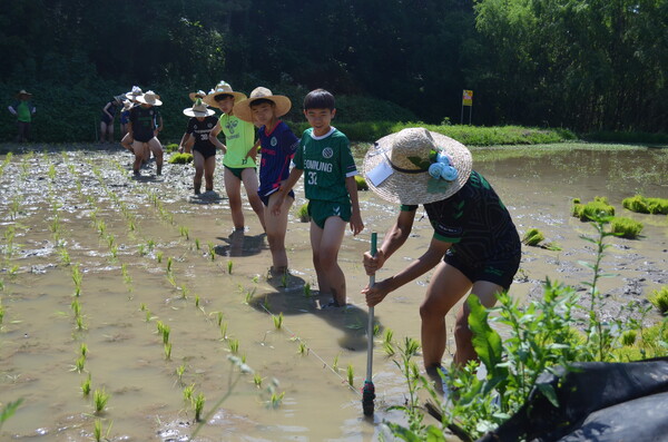 창녕 성산중학교 2학년 학생들이 우포늪 인근 정봉채갤러리 앞 논에서 모내기를 체험하고 있다. 한 학생이 못줄을 넘기고 있다. /이동욱 기자