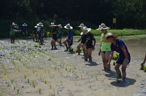 창녕 성산중학교 2학년 학생들이 우포늪 인근 정봉채갤러리 앞 논에서 모내기를 체험하고 있다. /이동욱 기자