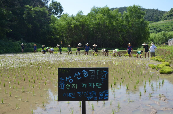 창녕 성산중학교 2학년 학생들이 우포늪 인근 정봉채갤러리 앞 논에서 모내기를 체험하고 있다. /이동욱 기자