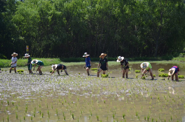 창녕 성산중학교 2학년 학생들이 우포늪 인근 정봉채갤러리 앞 논에서 모내기를 체험하고 있다. /이동욱 기자