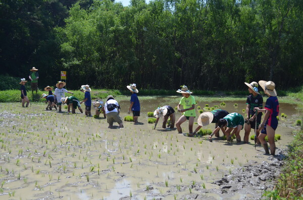 창녕 성산중학교 2학년 학생들이 우포늪 인근 정봉채갤러리 앞 논에서 모내기를 체험하고 있다. /이동욱 기자