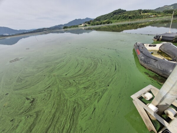 지난 6월 26일 창원 의창구 동읍 주남저수지 녹조 발생 현장. /창원물생명시민연대