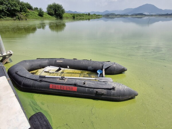창원 의창구 동읍 주남저수지 일대가 녹조로 뒤덮여 있다. /경남시민환경연구소