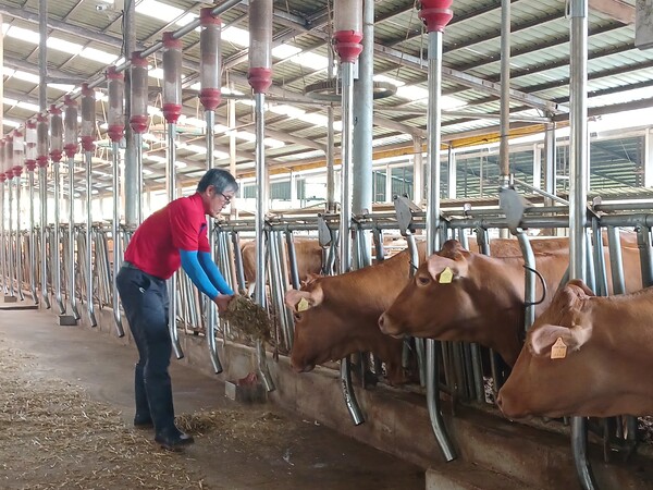 이남권 전국한우협회 거창군지부장이 4일 거창군 남상면에 있는 본인 농장에서 소를 돌보고 있다. 이 지부장은 "가족 4명이 한우 사육에 매달고 있지만 사룟값 상승 등 생산비 폭등에 적자를 면치 못하고 있다"고 말했다. /김태섭 기자