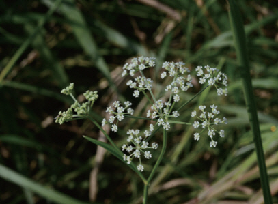 원동습지에 자생하는 멸종위기종 2급 서울개발나물. /당곡생태학습관 누리집 갈무리