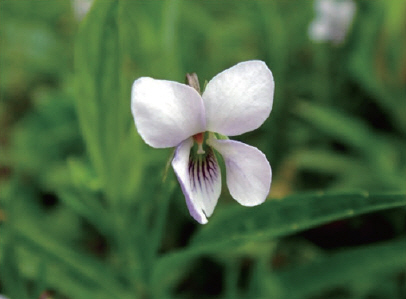 원동습지에 자생하는 멸종위기종 2급 선제비꽃. /당곡생태학습관 누리집 갈무리