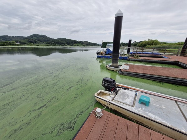 창원 주남저수지가 녹조 영향으로 초록 빛을 띠고 있다. /경남시민환경연구소