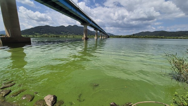 낙동강 조류 발생이 다시 심각해 지고 있다. 낙동강 칠서·물금·매리 지점은 현재 조류 경보 '관심' 단계인데 곧 '경계'로 격상될 것으로 보인다. 창원시 의창구 동읍 본포교 아래 낙동강물이 짙은 녹색을 띠고 있다.  /남석형 기자 nam@idomin.com