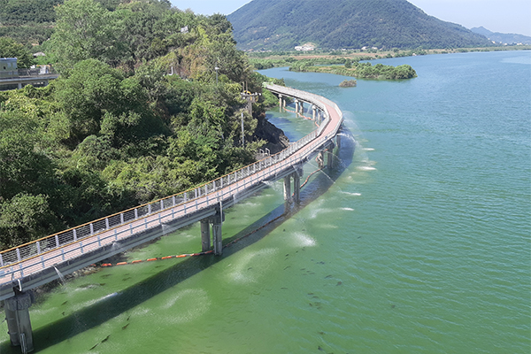 낙동강 본포취수장 일대 여름 풍경. 녹조로 가득 덮였다. /낙동강경남네트워크