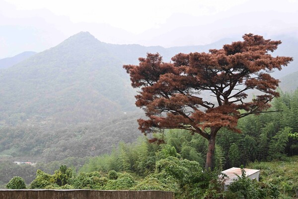 밀양시 삼랑진읍 우곡리 염동마을 한 소나무가 재선충병에 걸려 발갛게 말라 죽었다. /김구연 기자