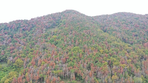 밀양시 무안면 운정리 산10-4번지 일원에서 '경남 1호'로 시행되는 수종전환으로 10㏊ 면적에 8000그루의 소나무를 모두 베내게 된다. 사진은 전환작업 전 전경 /밀양시