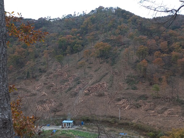 밀양시 무안면 운정리 산10-4번지 일원에서 '경남 1호'로 시행되는 수종전환으로 10㏊ 면적에 8000그루의 소나무를 모두 베내게 된다. 사진은 수종전환 작업 중인 현재 모습. /이일균 기자