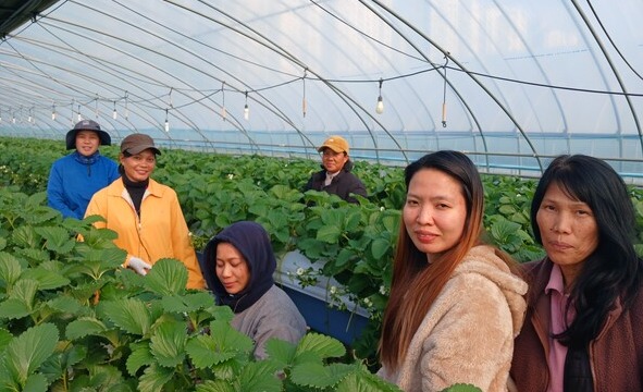 널린 발고스(오른쪽 둘째) 씨가 21일 통역을 담당하는 퍼난데스 제널린(맨 오른쪽) 씨와 함께 계절노동자들이 일하는 딸기하우스를 찾아 상담을 진행하고 있다. /김태섭 기자