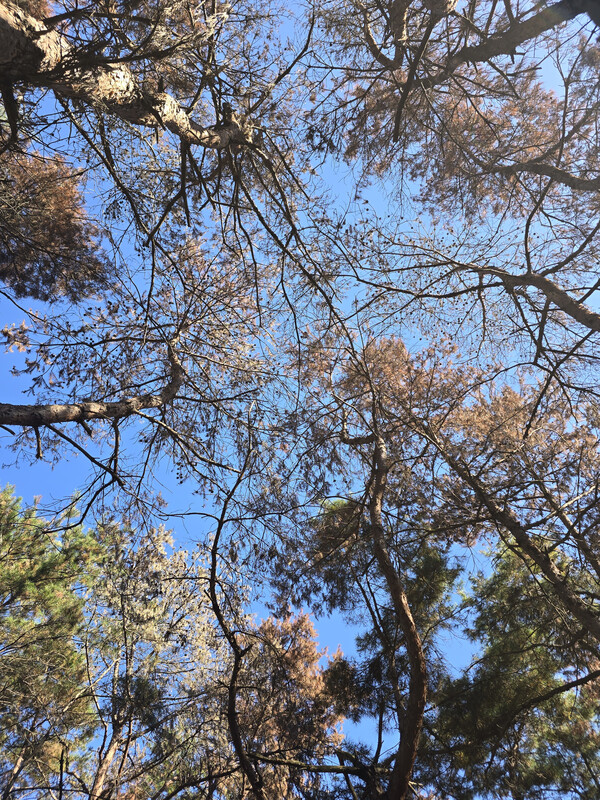 색이 바랜 채로 죽어 있는 밀양지역 소나무들. /독자