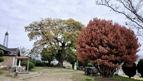 밀양 명례성지 재선충 피해 소나무. /독자