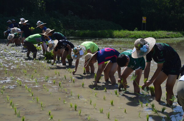 창녕 성산중학교 2학년 학생들이 우포늪 인근 정봉채갤러리 앞 논에서 모내기를 체험하고 있다. /경남도민일보 DB