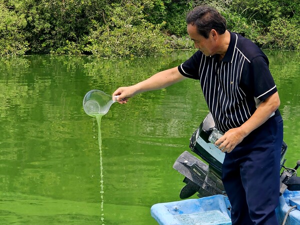 2024년 8월 낙동강 녹조가 심각한 모습. /경남도민일보 DB