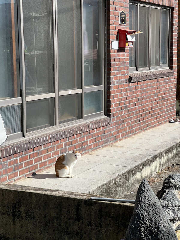 호시탐탐 기회를 노리는 앞집 고양이. /김윤지