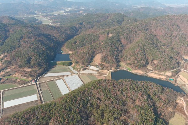 창녕군 대합면 신당리 일원 소나무재선충병 집단 피해지 모습. /창녕군
