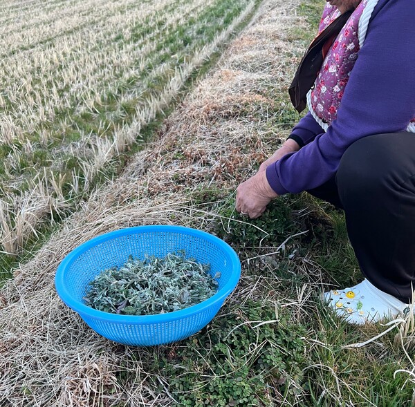 하동 고전면에 있는 쑥을 다 캐서라도 울 손녀 윤지 사람 만들어야겠다. 열심히 캤더니 파란 소쿠리 안에 쑥이 제법 쌓여 있다. /김윤지