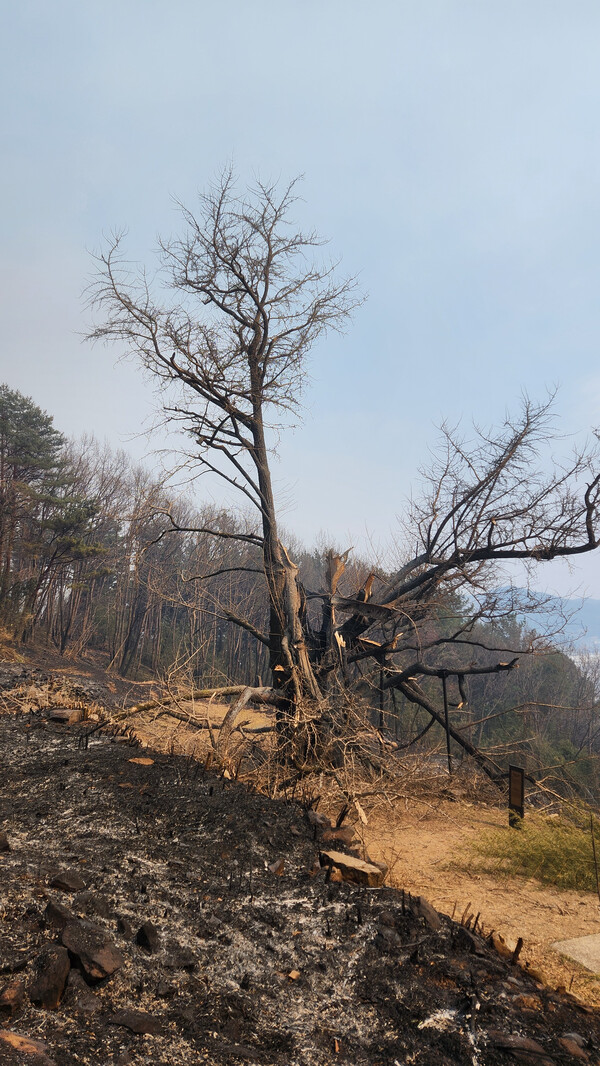 산청에서 21일 발생한 대형 산불 탓에 하동군 옥종면 두방재 인근에 있는 900년이 넘는 은행나무도 화마를 비켜가지 못하고 쓰러졌다. /독자