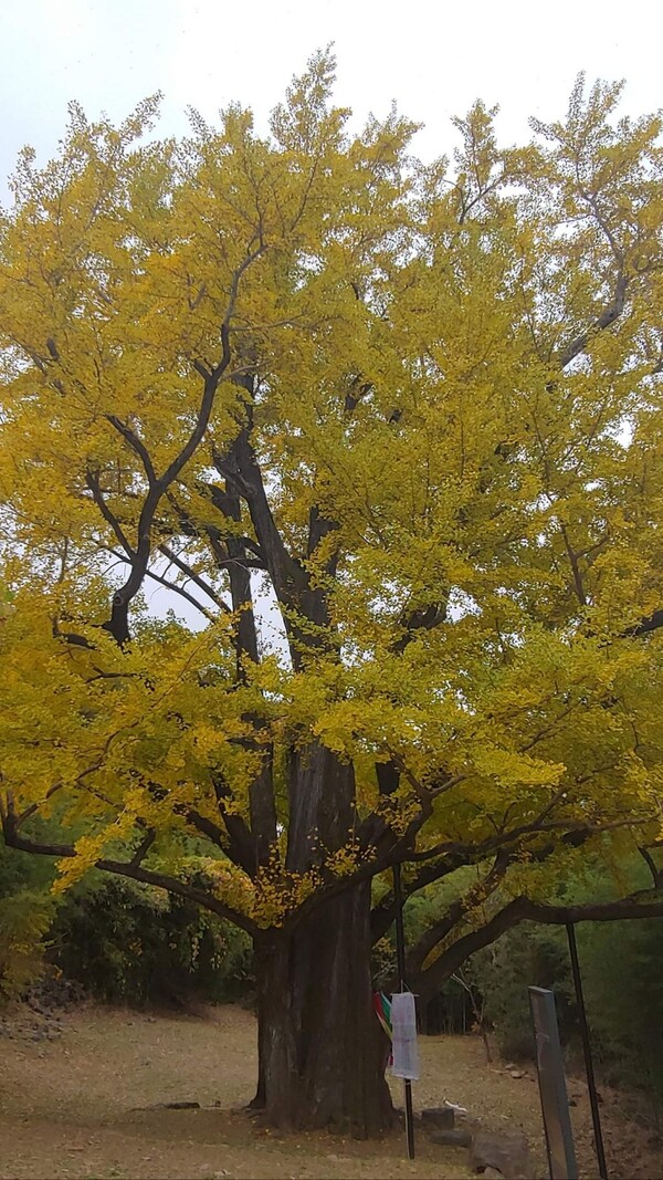 하동군 옥종면 두방재 인근 은행나무가 불에 타기 전 모습. /독자
