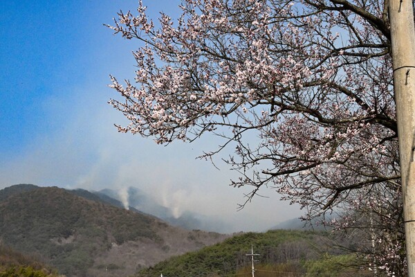 21일 산청군 시천면에서 시작된 산불이 22일부터 산청군 단성면과 하동군 옥종면 방향으로 퍼져 나갔다. 산불발생 4일째인 25일 오전 하동군 옥종면 안계리 안계마을 뒷산이 연기로 가득차 있고 마을입구에는 매화가 활짝 피어 있다. /김구연 기자 sajin@idomin.com