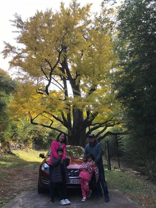 2017년 새 차 구매 기념으로 가족들과 함께 찾은 두양리 은행나무. /백인수 씨