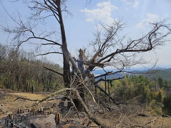불에 타 연기가 나고 있는 두양리 은행나무 모습 /백인수 씨