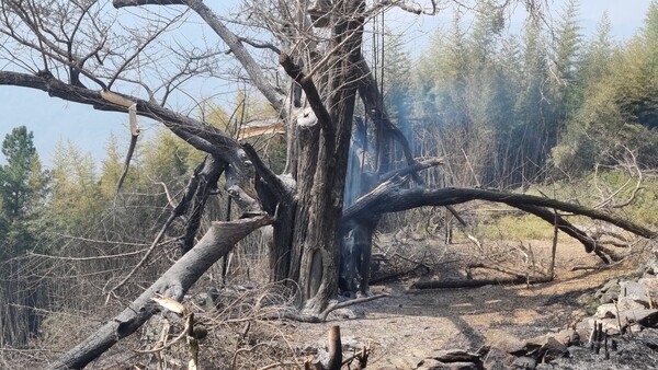 23일 불에 탄 '하동 두양리 은행나무'