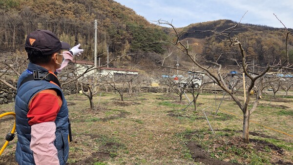 28일 오전 산청군 시천면 중태리 주민 정문영 씨가 산청 산불에 불 탄 감나무 밭을 가리키고 있다. /안지산 기자