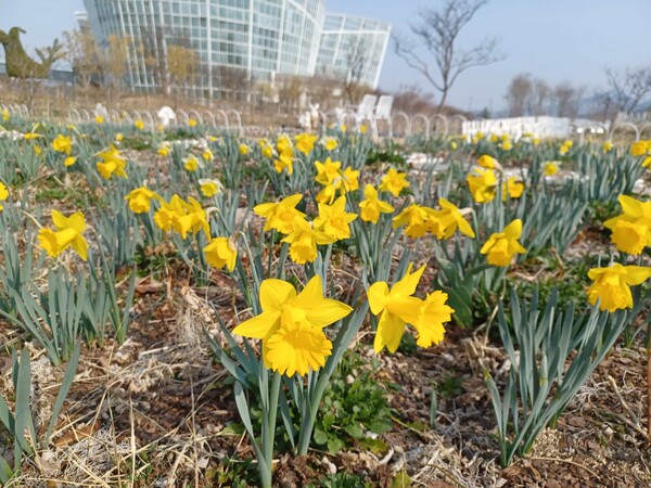 거창창포원 봄꽃. /거창군