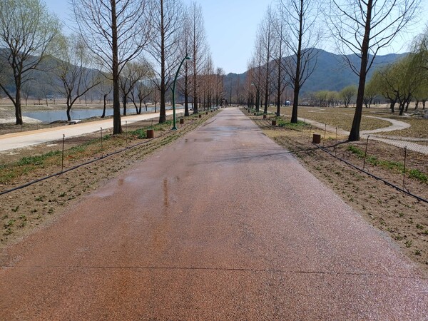 거창창포원 메타스콰이아길. /거창군