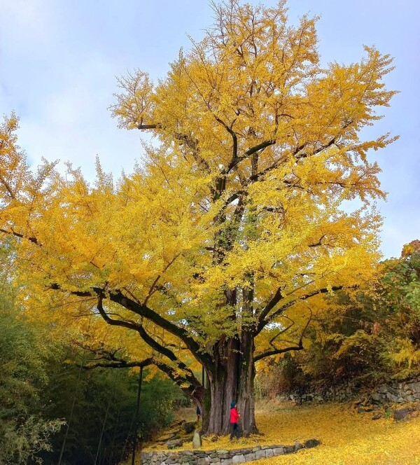 산불 피해가 나기 전 하동군 옥종면 두양리 은행나무 모습. /독자