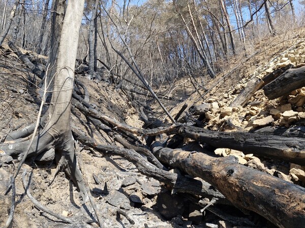 산불 피해지. /경남도