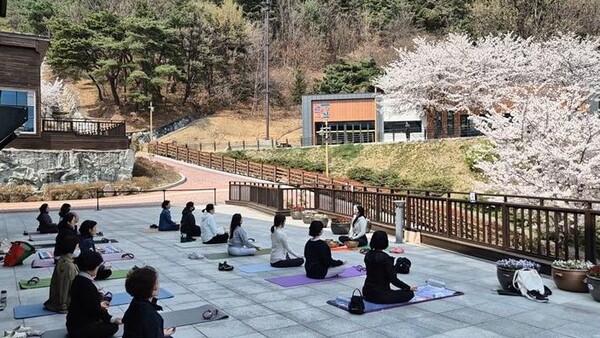 4월 벚꽃 아래서 목재문화박물관 야외에서 요가하는 모습. /김해시