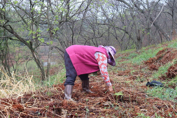 잔너리댁 최재연 할머니가 밭에서 고사리를 꺾고 있다. /백솔빈 기자