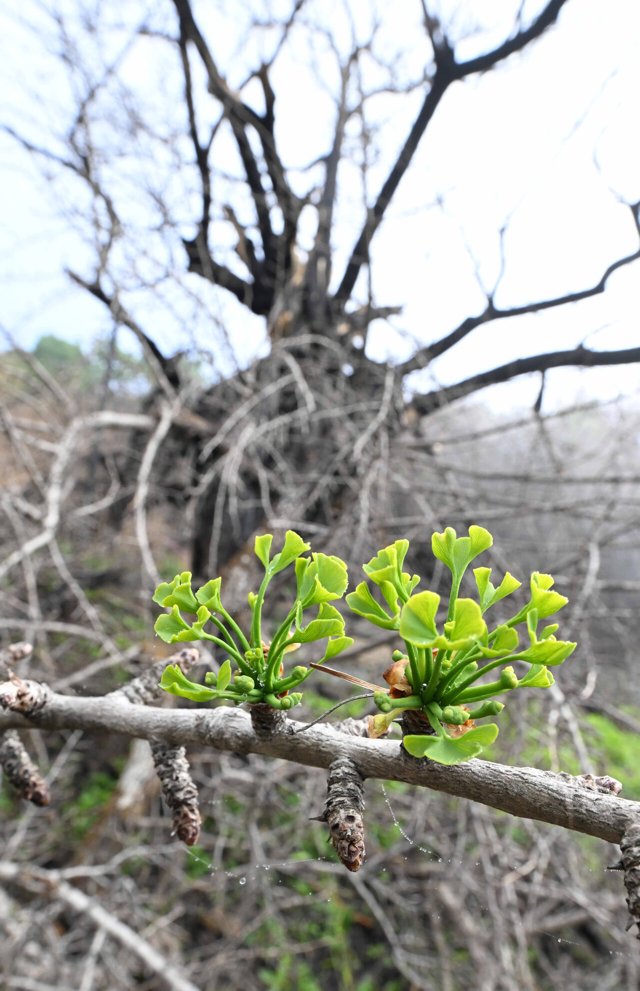 불에 탄 하동군 옥종면 두양리 은행나무에 새순이 돋았다. /김구연 기자