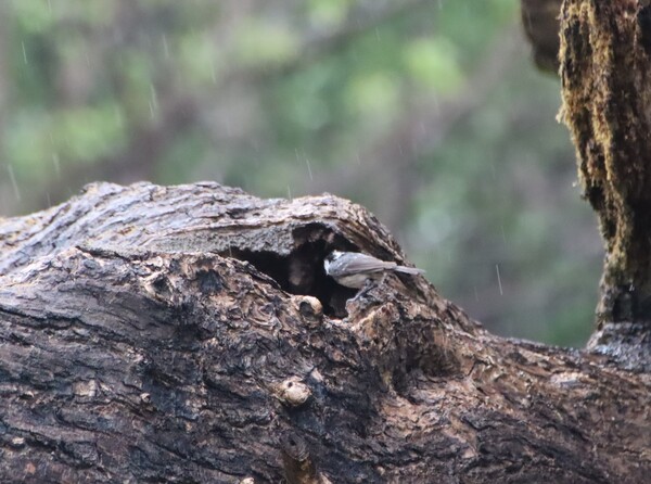 쇠박새가 불에 타고 남은 하동 옥종면 두양리 은행나무에 둥지를 틀었다. 새끼에게 먹이를 먹이고 있는 모습. /백솔빈 기자