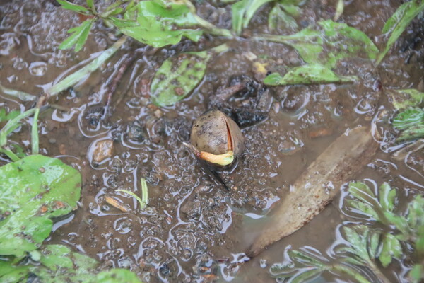 두양리 은행나무 주위 땅에 떨어진 열매에 새싹이 났다. /백솔빈 기자