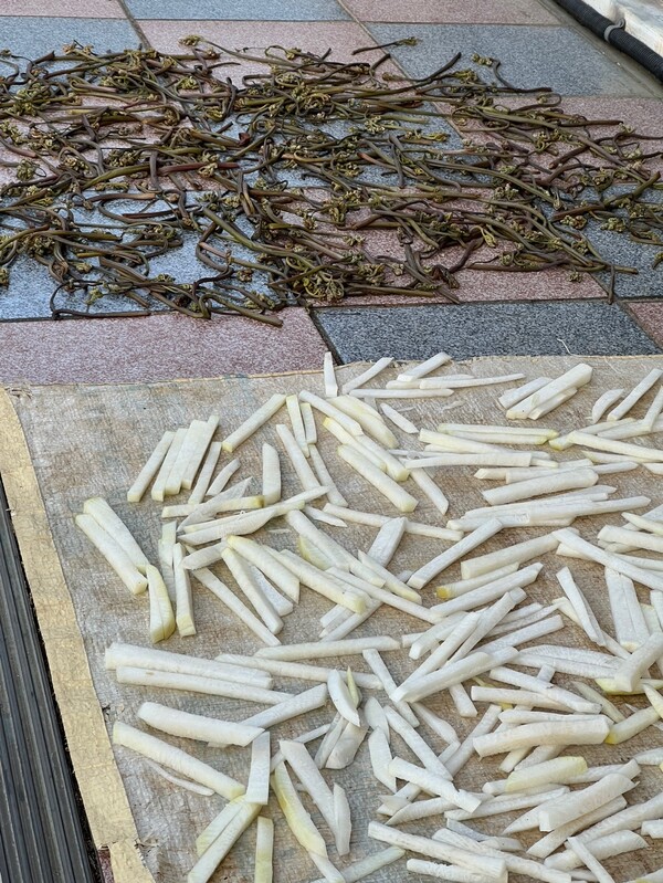 집 앞 마당에 펼쳐놓은 고사리와 무.  ／김윤지