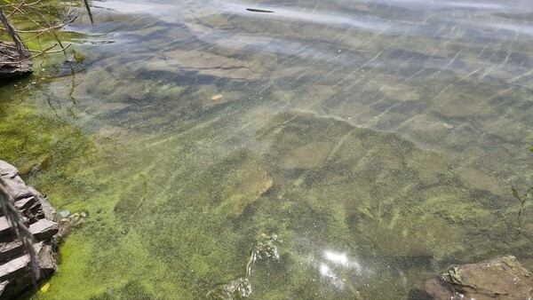 5일 함안 칠서취수장 앞 강가가 녹색 빛을 띠고 있다. /마창진환경운동연합 