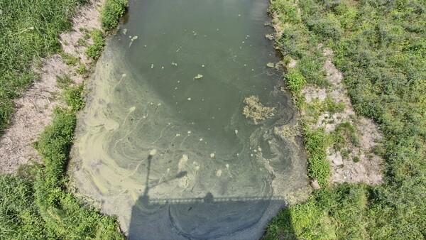 지난달 30일 낙동강 함안보 상류 선착장에 녹조가 발생했다. /경남환경운동연합