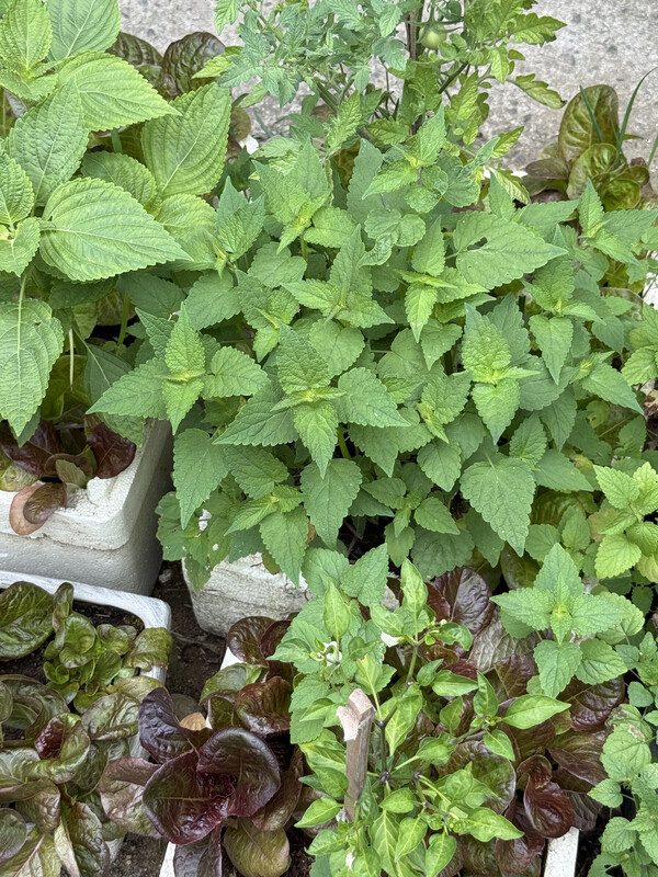 할머니집 마당에서 무럭무럭 자라는 방아잎. /김윤지