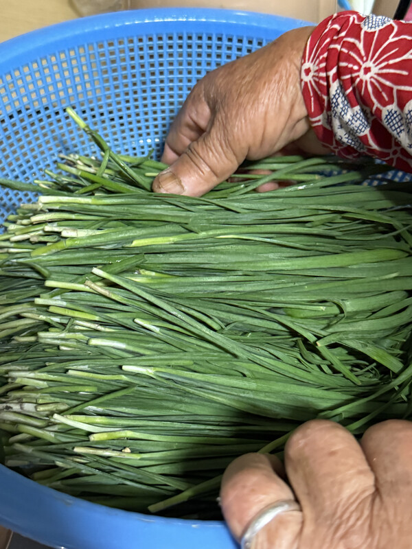 베어온 부추를 손질하는 할머니. /김윤지