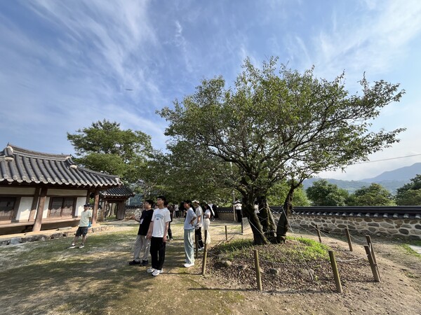 산천재 뜨락 남명매 앞에서 멀리 천왕봉을 바라보는 탐방객(울산남구청 공무원). /권영란