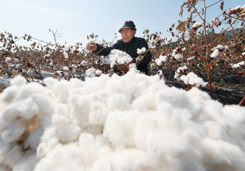 함양군 지곡면 개평한옥마을 목화밭에서 임채장 대표가 목화솜을 수확하고 있다. /함양군